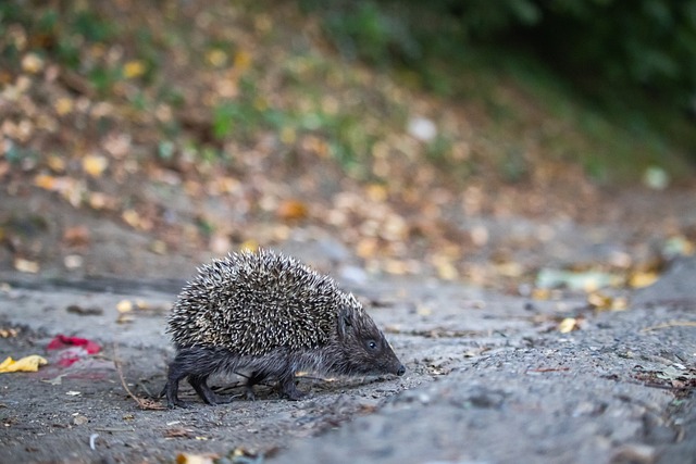 提升了观赛 提升了观赛
