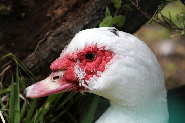 战略调整与 战略调整与